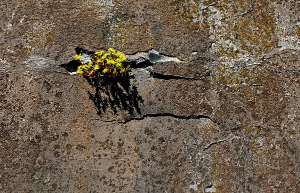 Bloemen op de rotsen — Stockfoto