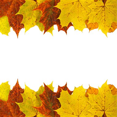 Akçaağaç arkaplanı terk eder