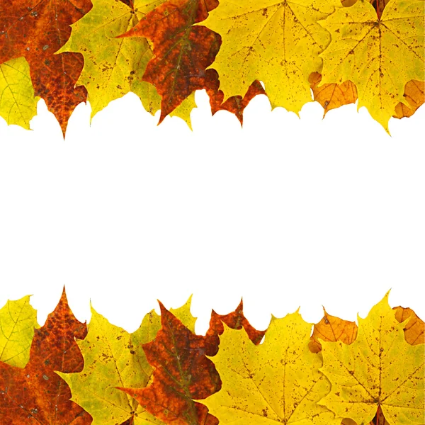 Akçaağaç arkaplanı terk eder