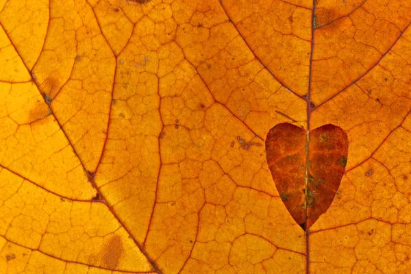 Herz der Herbstblätter — Stockfoto