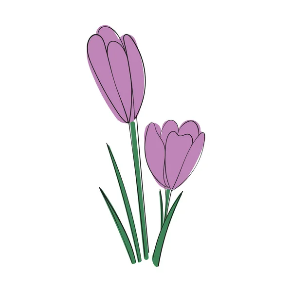 Krokuszeichnen Erste Frühlingsblumen Doodle Stil Vektor — Stockvektor