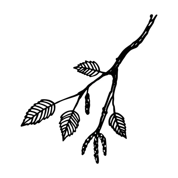 자작나무가지는 선형 스케치 구성 요소를 남긴다. 나뭇잎 과 자작나무 꽃봉오리가 달린 자작나무 가지 손으로 그린 식물로 장식적 인 낙서 벡터 삽화 — 스톡 벡터
