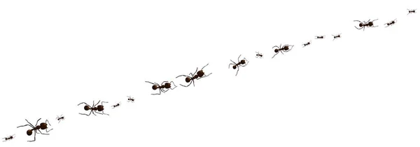 Black ant trail. — Stock Vector