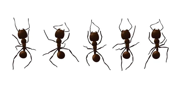 Trilha de formiga preta. — Vetor de Stock