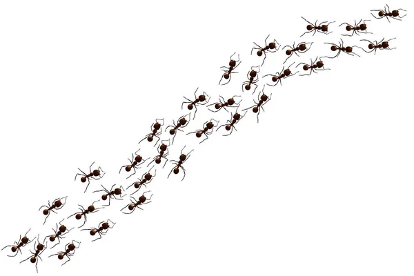 Black ant trail. — Stock Vector