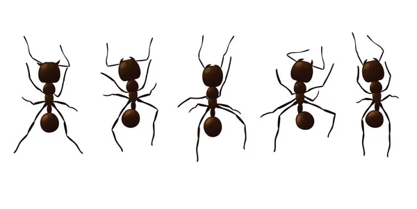 Sendero hormiga negra. — Archivo Imágenes Vectoriales