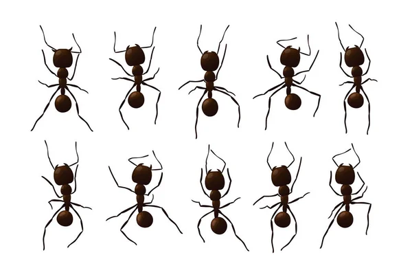 Sendero hormiga negra. — Archivo Imágenes Vectoriales