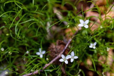 Ormanda Moehringia çiçeği