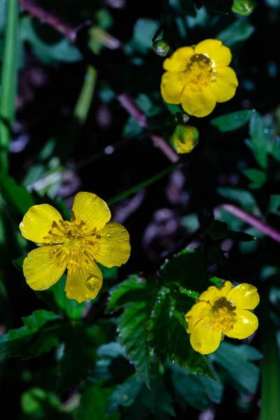 Ormanlıkta yetişen Ranunculaceae çiçeği