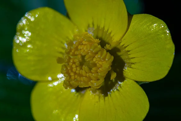 Ranunculaceae Flor Que Crece Los Bosques Macro — Foto de Stock