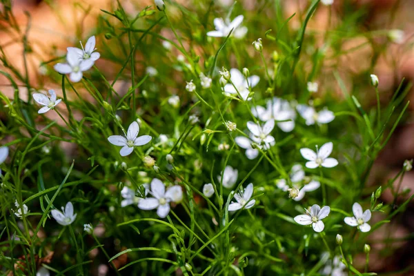 Moehringia Fiore Che Cresce Nel Bosco Primo Piano Sparare — Foto Stock