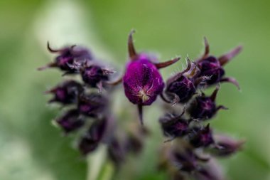 Symphytum officinale çiçeği tarlada kürek çekiyor, yakın çekim