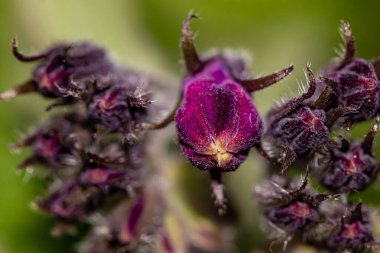 Symphytum officinale çiçeği tarlada, makro