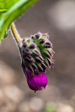 Symphytum officinale çiçeği tarlada, kapat