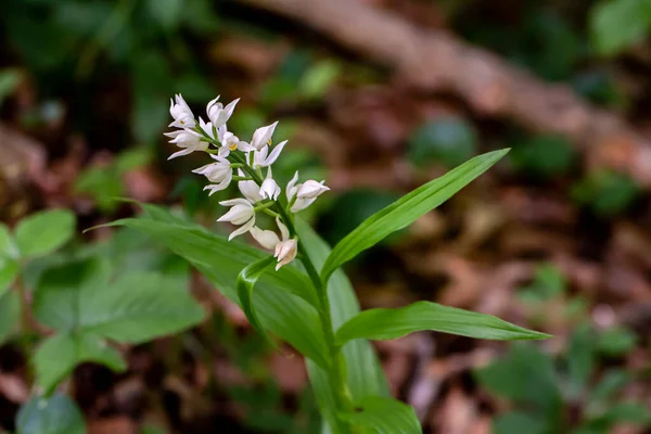 Cephalanthera Longifolia Flower Growing Field — Stock Photo, Image