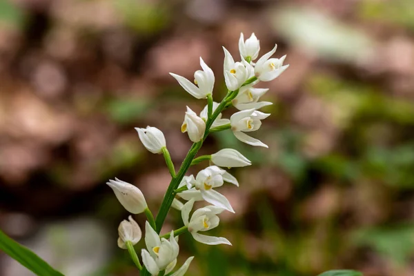 Cephalanthera Longifolia Flower Growing Field Close — Stock Photo, Image