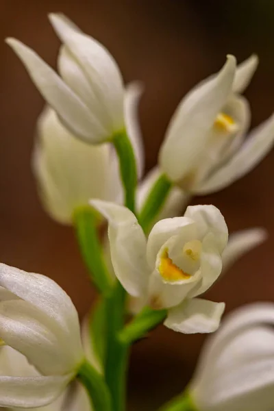 Cephalanthera Longifolia Fleur Poussant Dans Champ Pousse Gros Plan — Photo