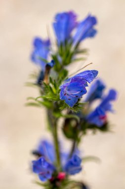 Echium vulgare çiçeği tarlada yetişiyor, makro