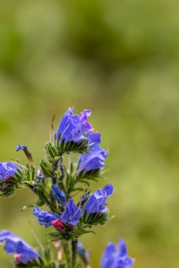 Echium vulgare çiçeği tarlada büyüyor.