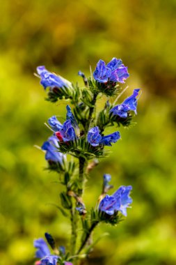 Echium vulgare çiçeği tarlada, yakın çekim
