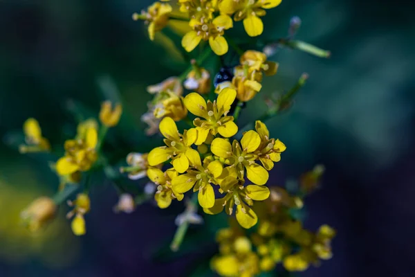 Rorippa Amphibia Blume Wächst Feld Nahaufnahme — Stockfoto