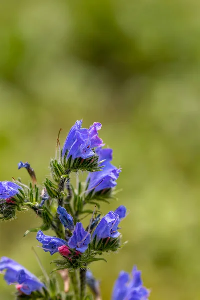 Echium Vulgare Kwiat Rosnący Polu — Zdjęcie stockowe