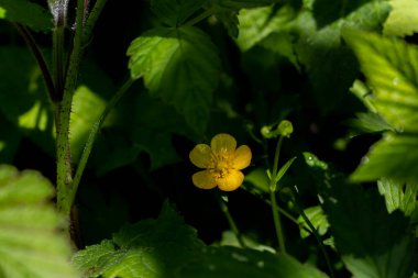 Ormanlıkta yetişen Ranunculaceae çiçeği, yakın plan.