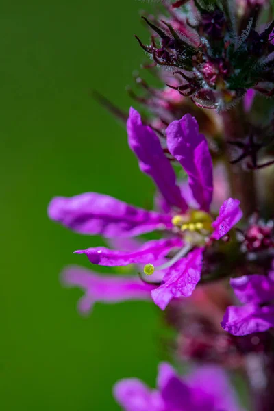 Lythrum Salicaria Květ Roste Poli Zblízka Střílet — Stock fotografie