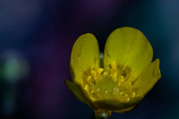 Ranunculaceae Flor Que Cresce Florestas — Fotografia de Stock