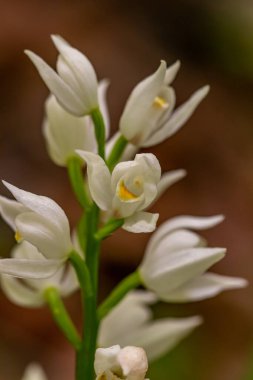 Cephalanthera longifolia çiçeği tarlada yetişiyor, makro