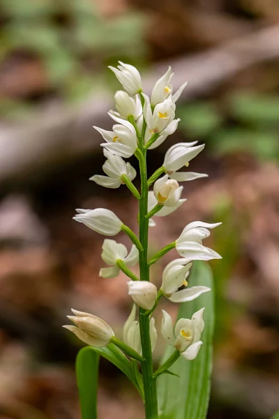 Cephalanthera Longifolia Fleur Poussant Dans Champ Gros Plan — Photo