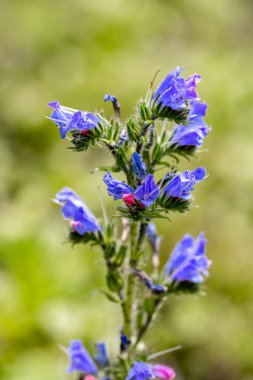 Echium vulgare çiçeği tarlada, yakın çekim