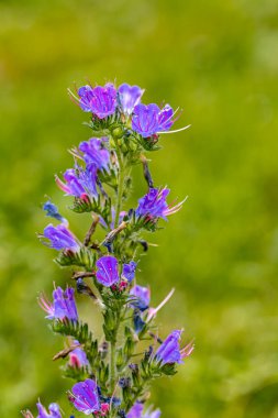 Echium vulgare çiçeği tarlada yetişiyor, yakın çekim