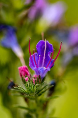 Echium vulgare çiçeği tarlada büyüyor.