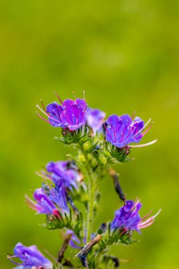 Echium vulgare çiçeği tarlada yetişiyor, makro