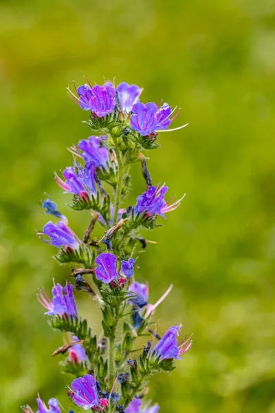 Echium Vulgare Květ Rostoucí Poli Zblízka Střílet — Stock fotografie