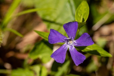 Vinca tarlada küçük bir çiçek, makro