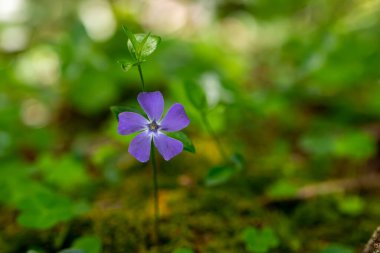 Tarlada yetişen Vinca minör çiçeği, yakın çekim
