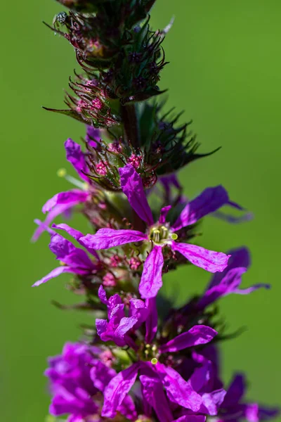 Lythrum Salicaria Květ Roste Poli Zblízka Střílet — Stock fotografie