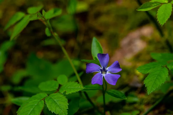Vinca Μικρό Λουλούδι Που Αναπτύσσεται Στο Πεδίο — Φωτογραφία Αρχείου