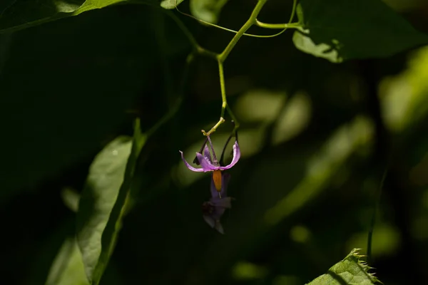 Tarlada Solanum Dulcamara Çiçeği Yakın Çekim — Stok fotoğraf