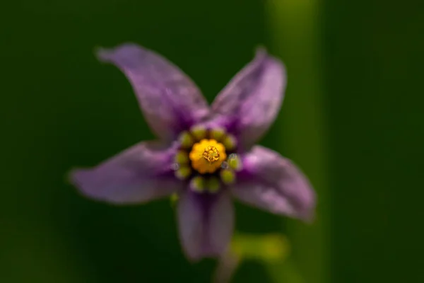 Solanum Dulcamara Flor Campo — Fotografia de Stock
