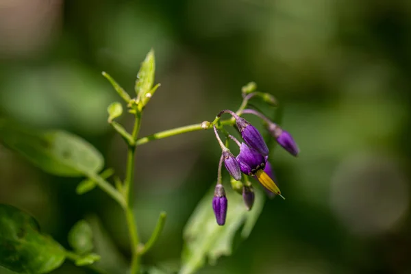 Solanum Dulcamara Flor Creciendo Campo Cerca —  Fotos de Stock