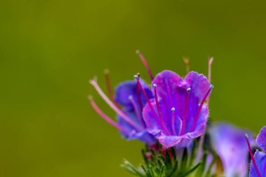 Echium vulgare çiçeği tarlada büyüyor.