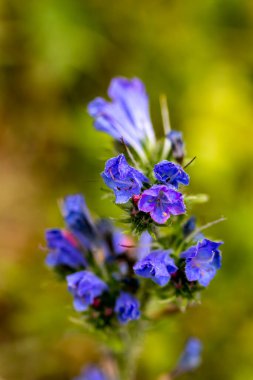 Echium vulgare çiçeği tarlada yetişiyor, makro