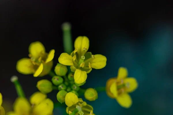 Rorippa Amphibia Flor Campo — Foto de Stock