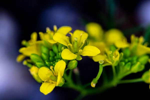 Rorippa Amphibia Blume Wächst Feld Nahaufnahme — Stockfoto