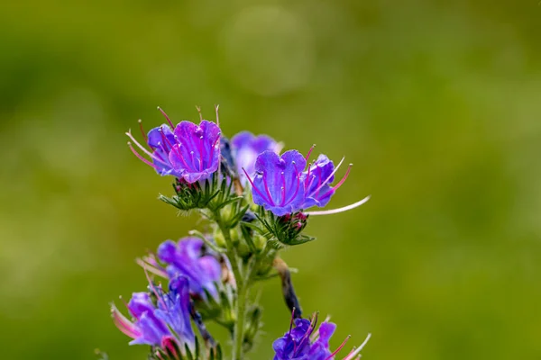 Echium Vulgare Flower Field — Stock Photo, Image