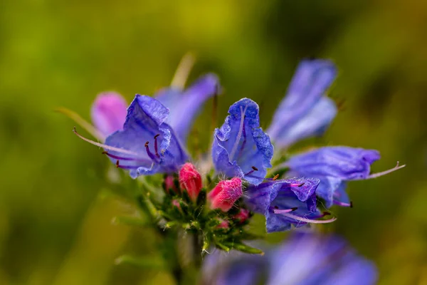 Echium Vulgare Květ Rostoucí Poli Zblízka Střílet — Stock fotografie