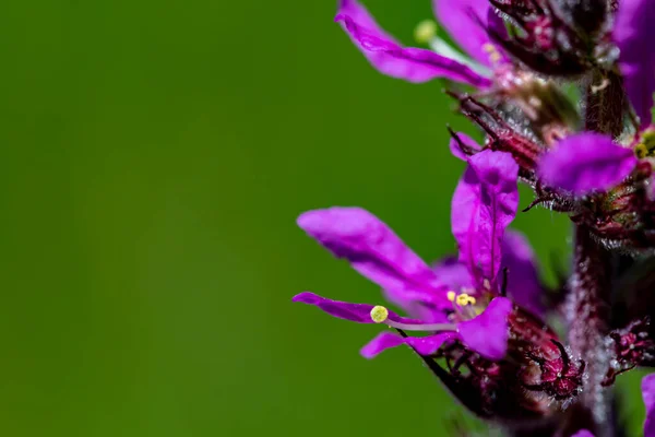 Lythrum Salicaria Květ Poli — Stock fotografie